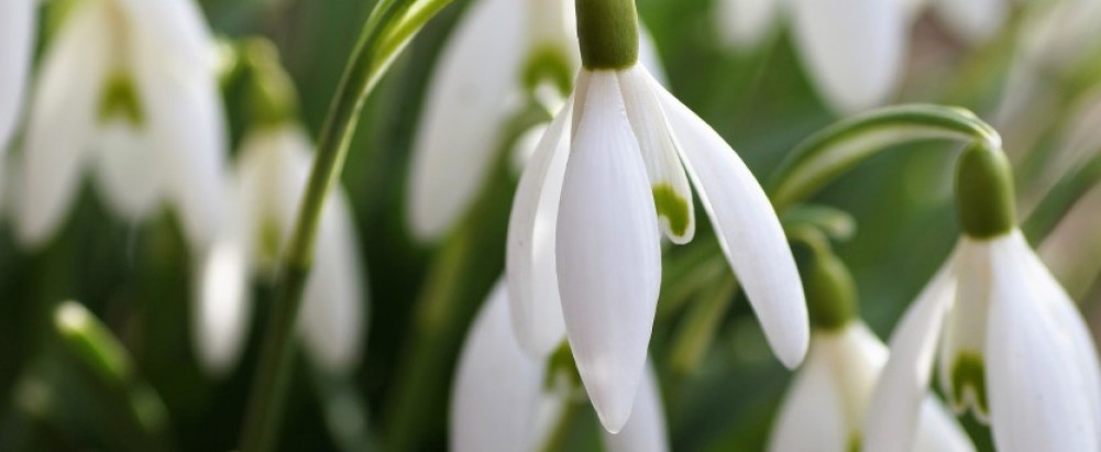 The simplicity of snowdrops for Spring weddings